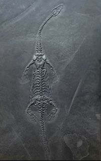 (Category: ) located in . Submitted by fossildav (Listing ID 1256277341, Image 1). Description: .