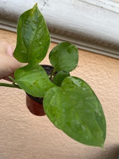 Global Green Pothos Propagation in a Pot Green on Green FOR SALE