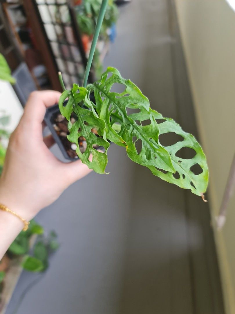 Monstera obliqua runner, Furniture & Home Living, Gardening, Plants & Seeds  on Carousell
