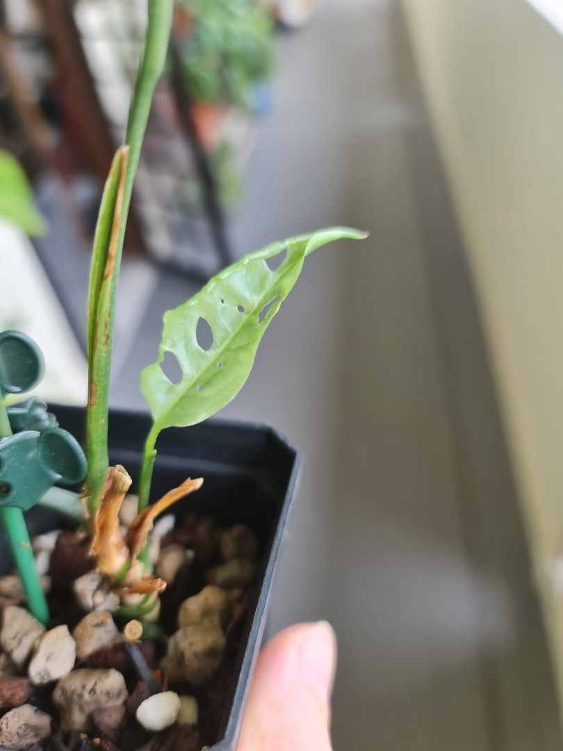 Monstera obliqua runner, Furniture & Home Living, Gardening, Plants & Seeds  on Carousell