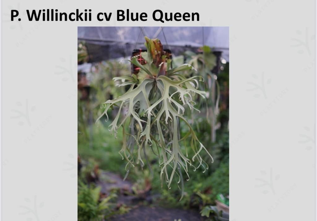 Platycerium willinckii cv. Blue Queen sporeling