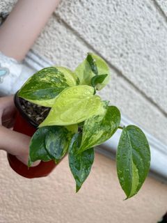 Rare Dwarf Variegated Philodendron Burle Marx with Shoots FOR SALE