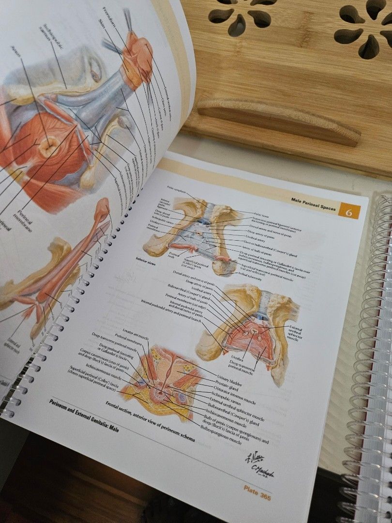Reprinted copy of Netter's Anatomy, Hobbies & Toys, Books & Magazines ...