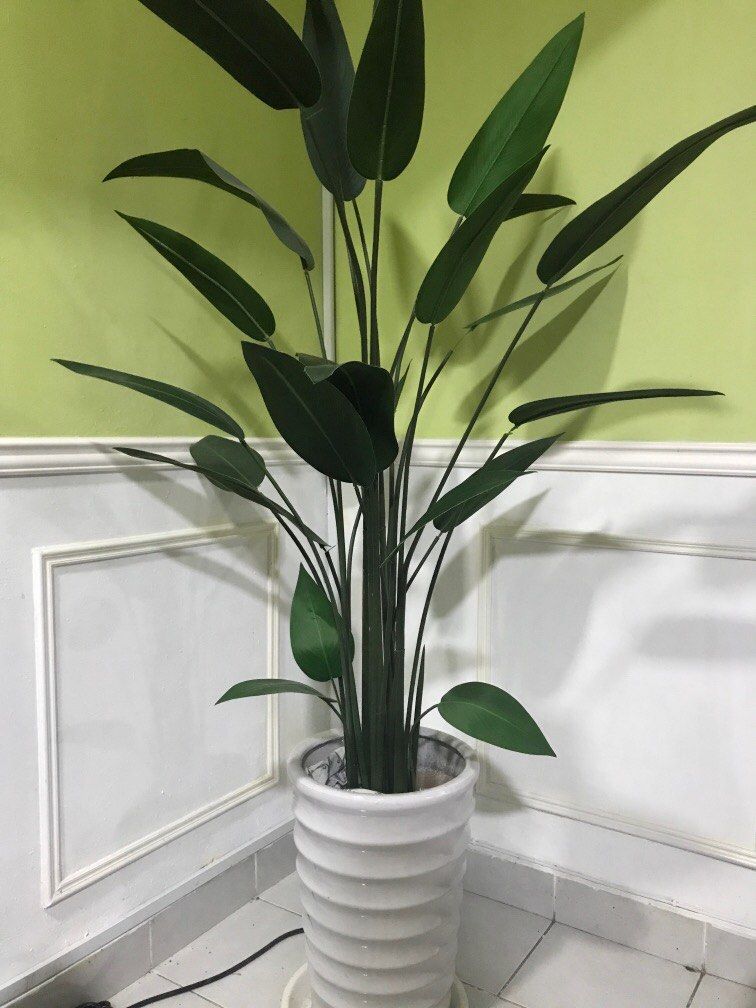 Skyleaf pokok hiasan dalam rumah, Furniture & Home Living, Home Decor