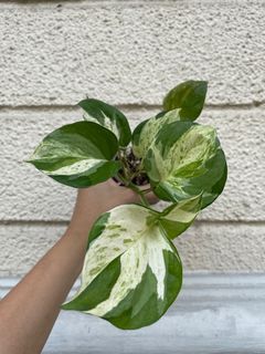 Trailing Manjula Pothos with Active Aerial Roots FOR SALE