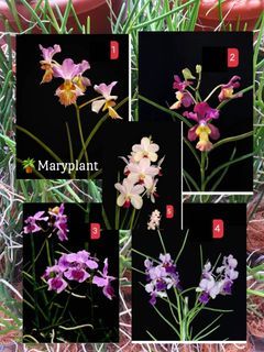 🪴Vanda Papilionanthe Miss Joaquim orchid plant