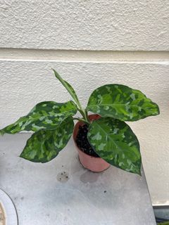 Aglaonema Pictum Tricolor
