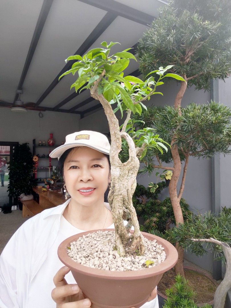 Bonsai Bougainvillea, Furniture & Home Living, Gardening, Plants