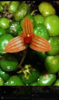 Bulbophyllum Moniliforme Miniature Orchid Collector's Special Discount Clearance