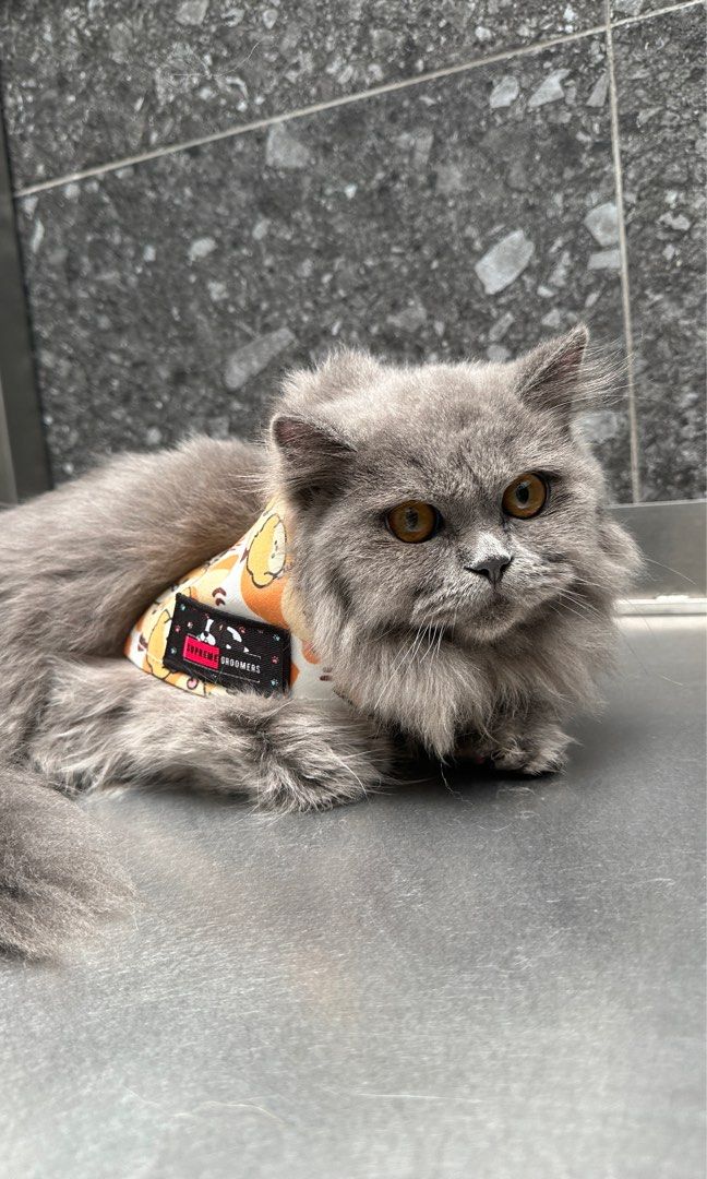 (Yishun) Cat Grooming / transport/ boarding , Lifestyle Services, Pet