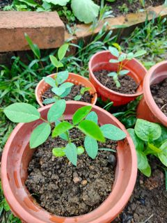 (Category: ) located in . Submitted by herb_garden (Listing ID 1133390500, Image 1). Description: .
