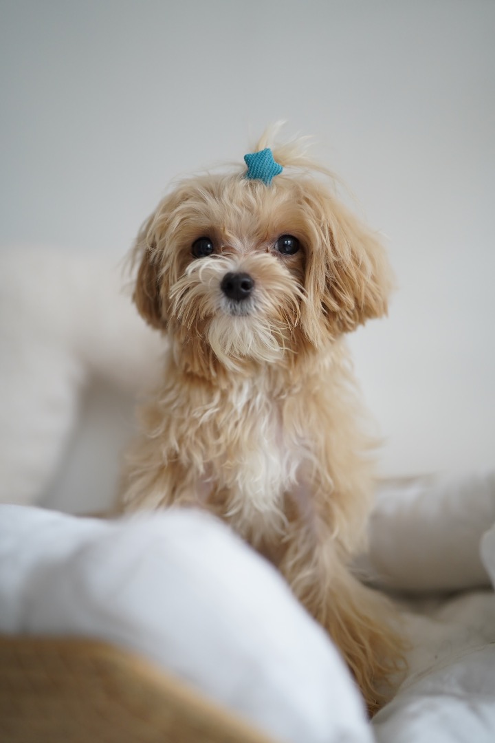 Pet shop assistant, Jobs, Sales, Retail & Marketing on Carousell