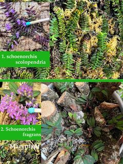 🪴Schoenorchis fragrans and schoenorchis scolopendria - Mounted orchids