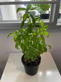 Sweet basil