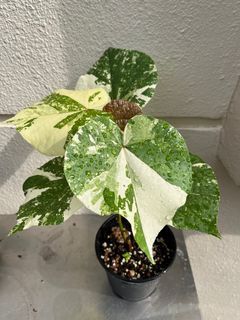 Variegated Sea Hibiscus