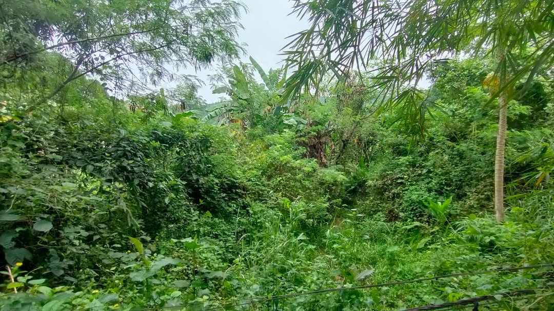 1.8 hectares Farm Land for sale in Baras, Rizal, Property, For Sale