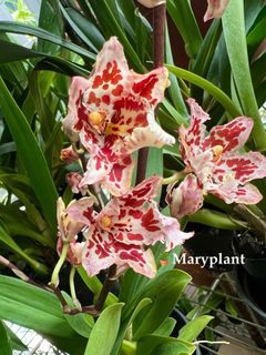  🌷🌸Oncidium eye candy pinkie plant
