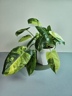 （分類：）位於 。 由 1plant_ 提交（商品編號 1240523091，圖片 1）。簡介： 。