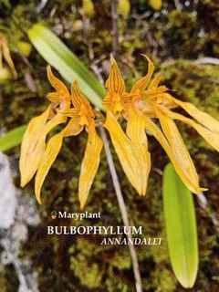 🌿BULBOPHYLLUM Mounted Orchids Plant