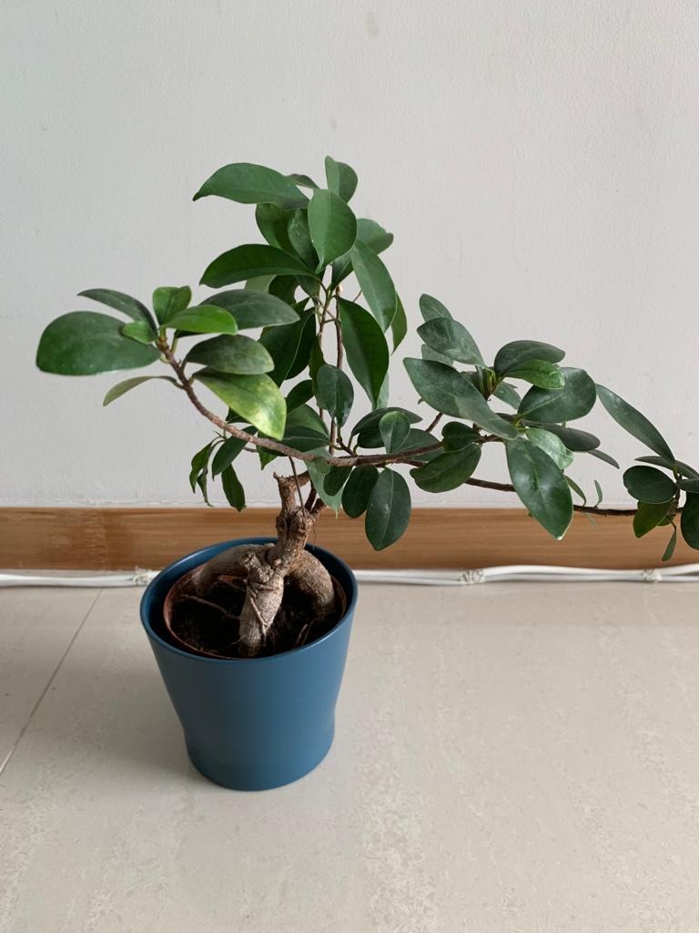 ficus microcarpa ginseng ikea bonsai, Furniture & Home Living