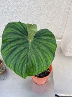 Philodendron Plowmanii