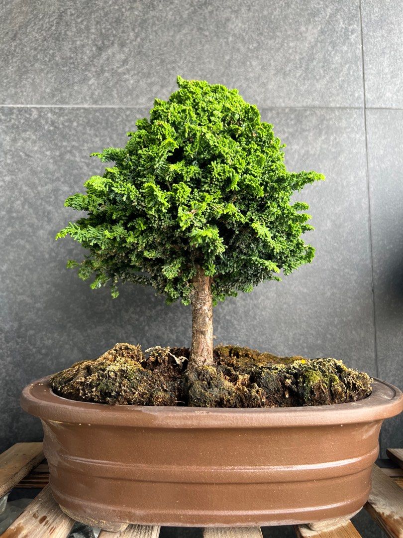 日本🇯🇵石化檜Sekka Hinoki Cypress ｜植物盆景盆栽bonsai, 傢俬 