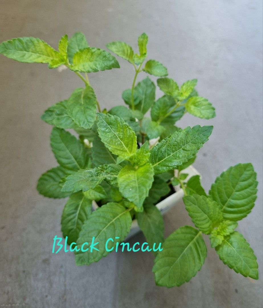 Black grass jelly plant /black cincau (edible), Furniture & Home Living