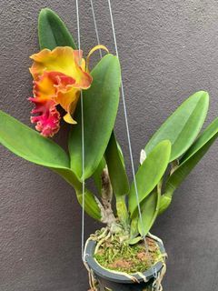 Cattleya Chomthong Fancy ~ Orchid Plant ( Pre-order )