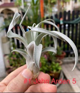 Extremely rare John Arden 5