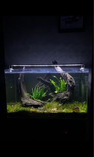 (Category: ) located in . Submitted by ottosinklets (Listing ID 1257107436, Image 1). Description: .