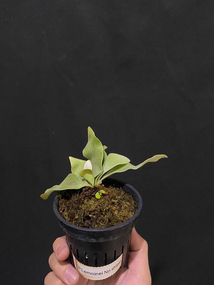 ビカクシダ P. Lemoinei no shield P. Lemoinei no shield ビカクシダ P. Lemoinei no shield platycerium