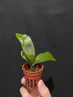 鹿角蕨出清-P. willinckii cv. Pedro TC