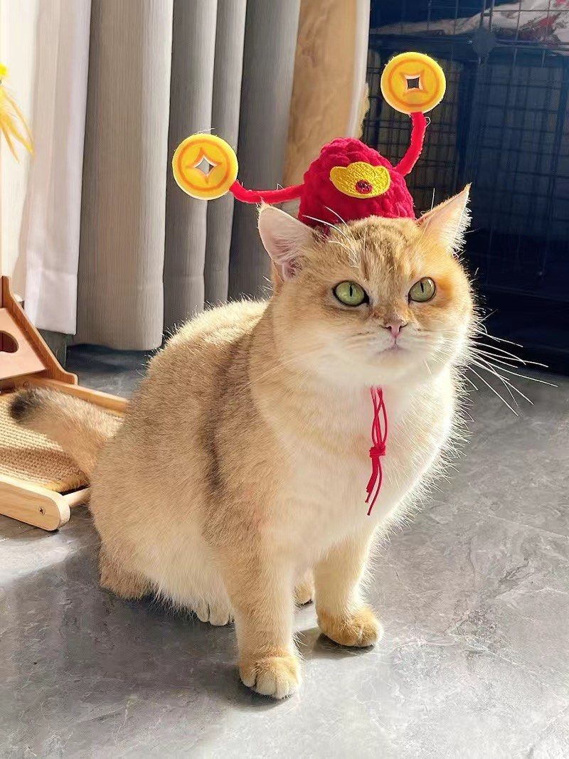 Catdog hat online