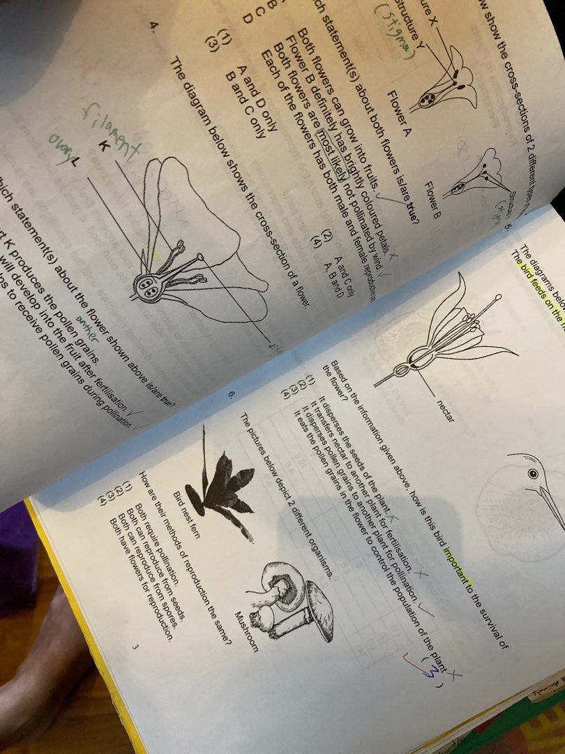 Primary 5 Nan Hua primary science worksheet + study notes , Hobbies ...