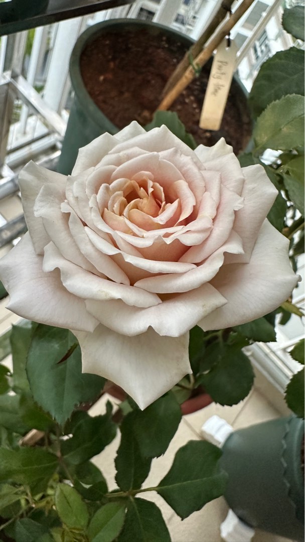 Roses - Koko Loco, Furniture & Home Living, Gardening, Plants & Seeds ...