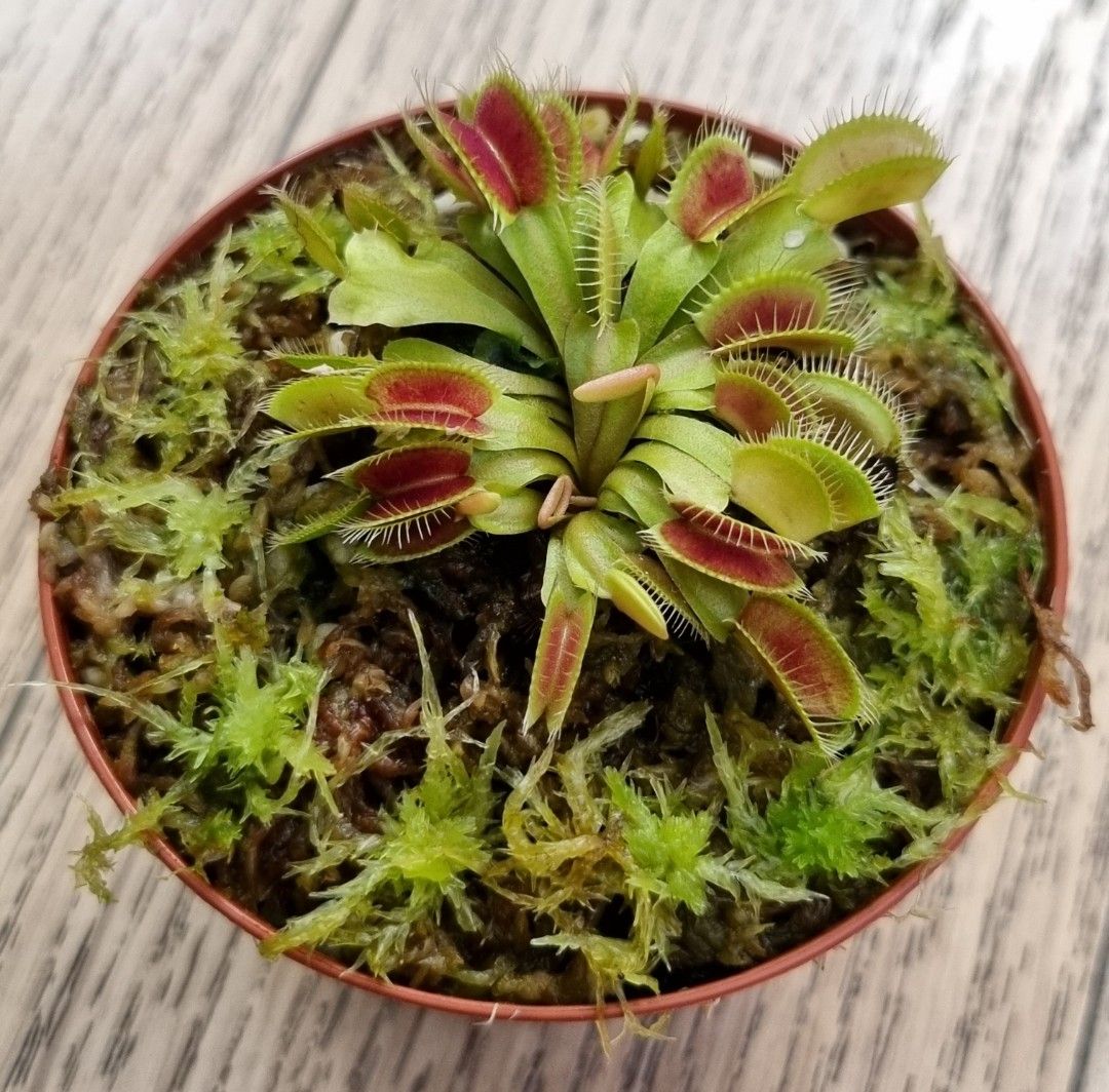 Venus Moss main image 0