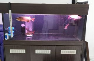 5ft IOS Fish tank with cabinet