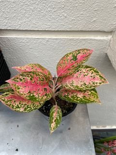 Aglaonema
