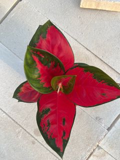 (Category: ) located in . Submitted by Foliage_Concierge (Listing ID 1257274742, Image 1). Description: .