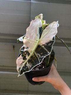 (Category: ) located in . Submitted by planttalkph (Listing ID 1257272887, Image 1). Description: .