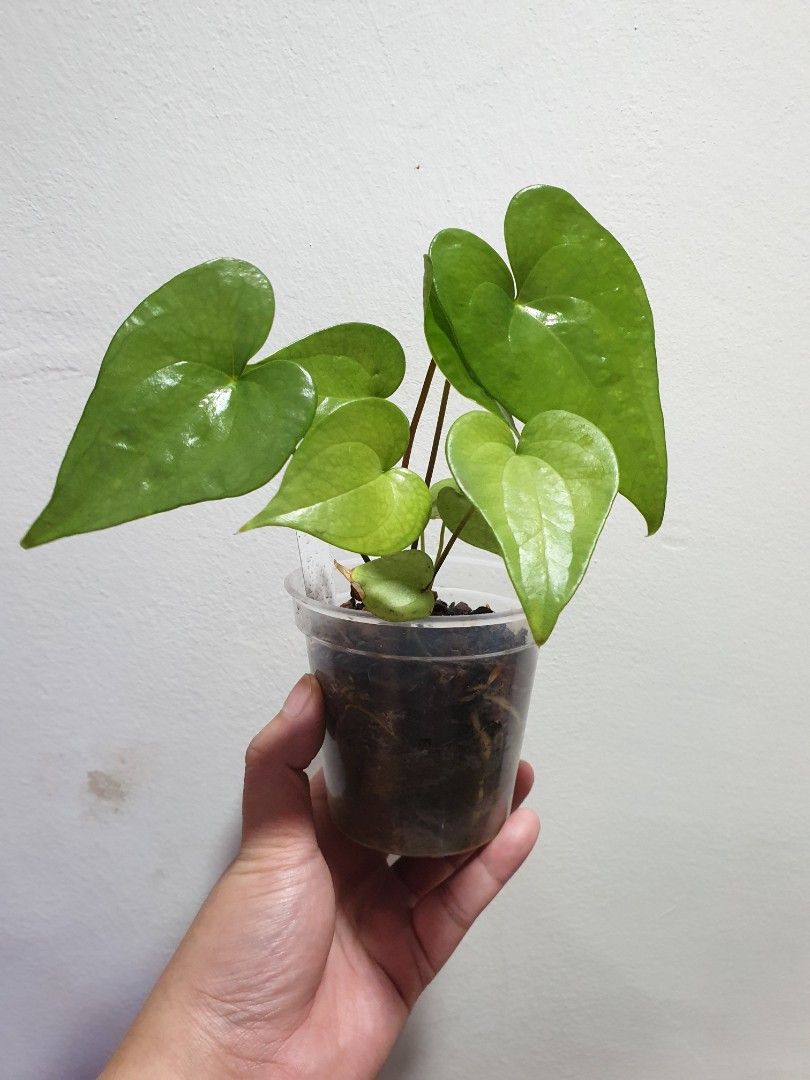 images of dieffenbachia Dieffenbachia 'Sublime'  Fantastic Gardens