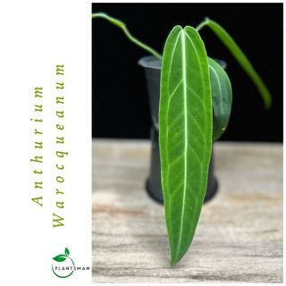 Anthurium Warocqueanum