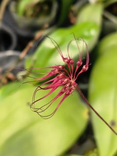 (blooming) Bulbophyllum gracillimum