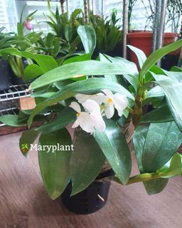 🌷Dendrobium Farmeri &Vanda orchid plant