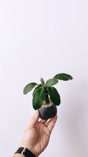 (Category: ) located in . Submitted by planthings.sg (Listing ID 1257314828, Image 1). Description: .