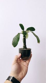 (Category: ) located in . Submitted by planthings.sg (Listing ID 1257315001, Image 1). Description: .