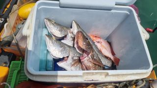 (Category: ) located in . Submitted by jl_like2fish (Listing ID 1257219792, Image 1). Description: .