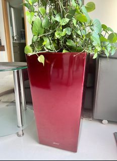 Large pot plant 🪴