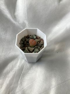 Lithops - translucent red