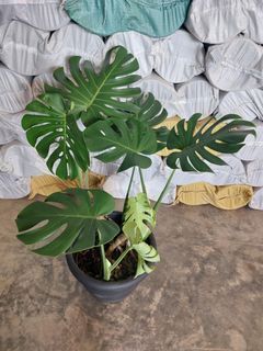 Monstera Deliciosa with Secondary Fenestration in Black Pot